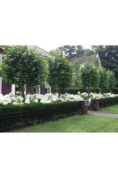 Гортензія деревоподібна Аннабель